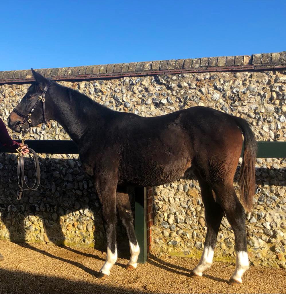 BloodstockD's tweet photo. Lot 1165 Holy Roman Emperor filly out of Tizway mare- Proud of You 🤩 sells Saturday @Tattersalls1766 50% @GB_Bonus registered come and see the consignment @GGBloodstock @MarchHareStud https://t.co/CZQkl8YMMv