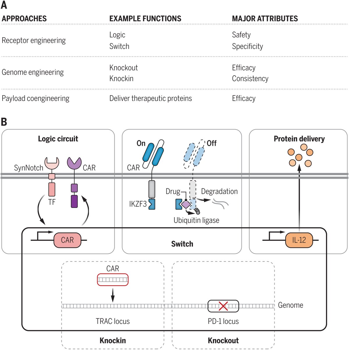 This week's special issue on #CellEngineering in @ScienceMagazine includes: • a review on future of #engineered #immunotherapies by Darrell Irvine, @MarcelaMaus, David Mooney, & Wilson Wong: bit.ly/Sci_abq6990