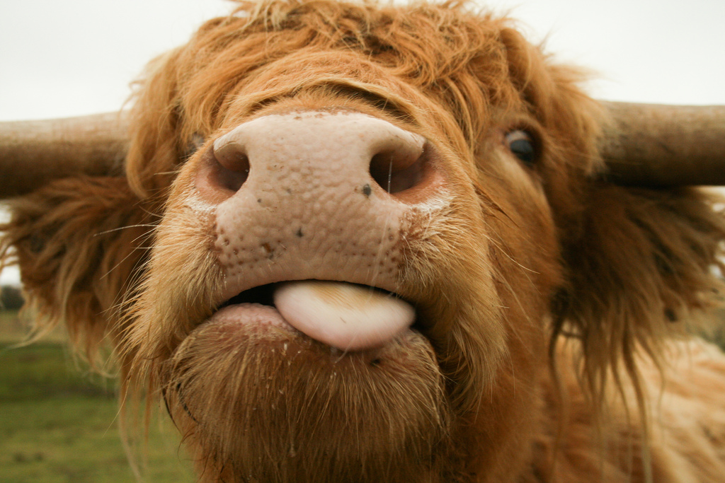 AnarchyCoo's tweet image. MOOOE! HOPE LESS. PFFF.