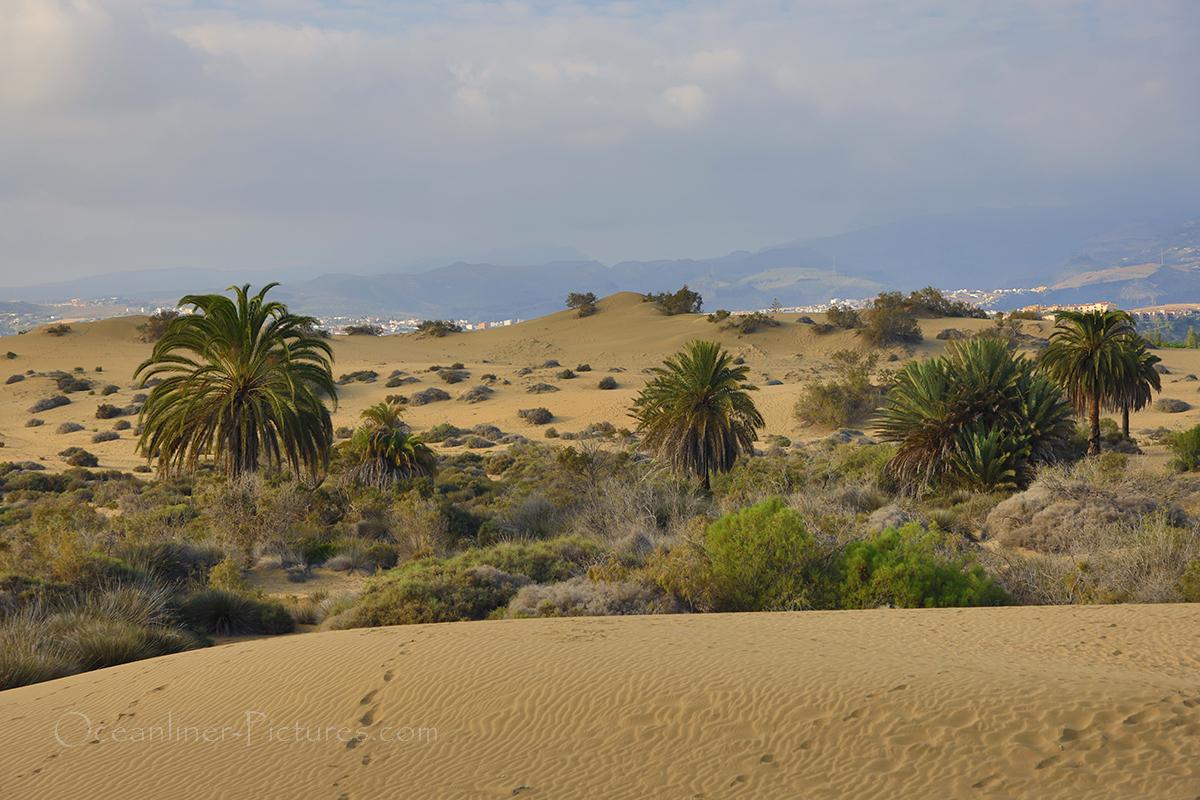 In der Altstadt von Las Palmas de Gran Canaria &amp; den Dünen von Maspalomas😍 #Instagram👉instagram.com/plantours_kreu…
#MSHAMBURG #Kreuzfahrt: "Best of Kanaren und Kapverden"👉plantours-partner.de/kanaren-kapver…
#crancanaria #laspalmas #kanaren #spanien #Maspalomas #ligabue #plantours 📷O.Asmussen
