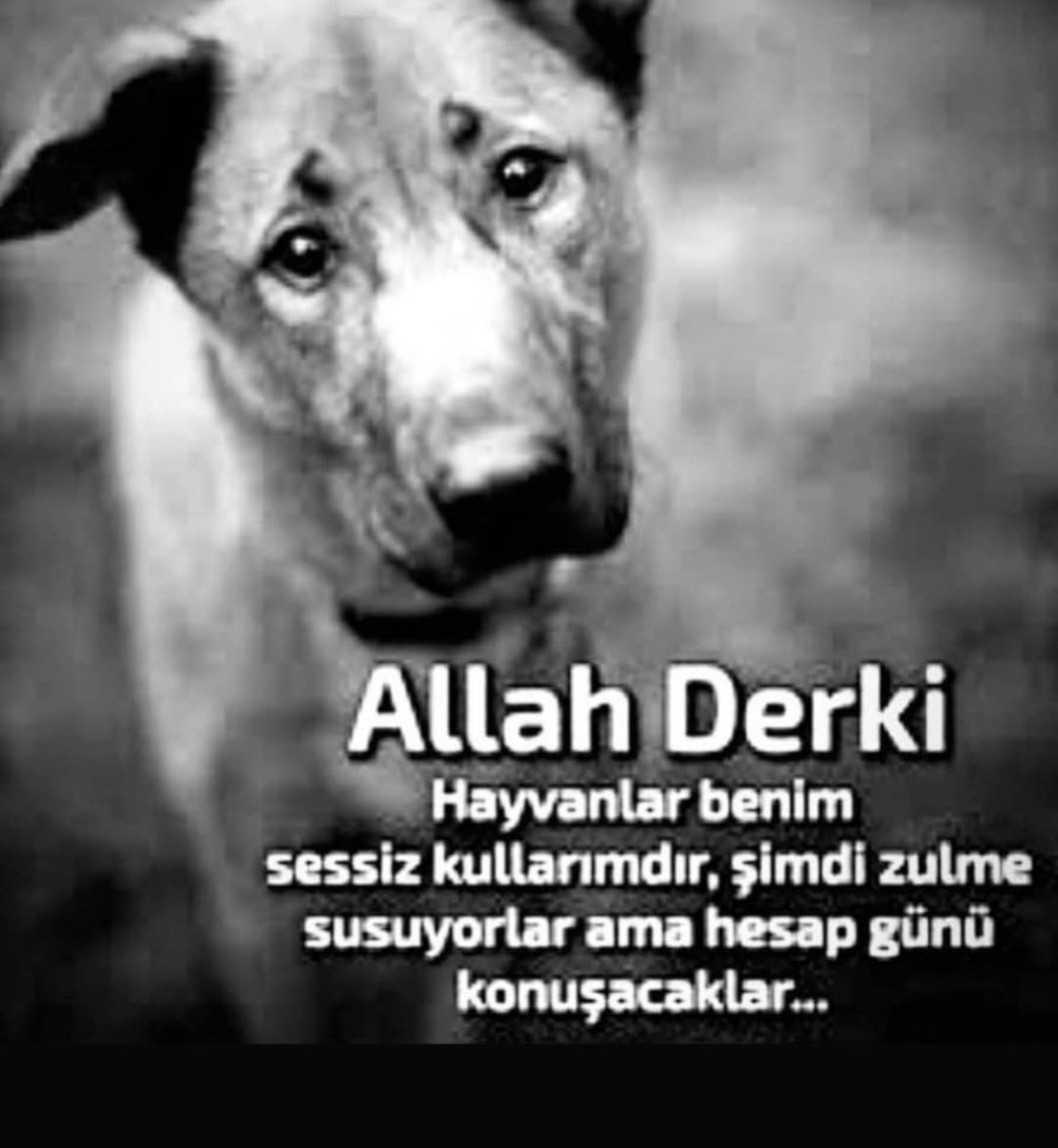 Selda Bağcan (@seldabgcn) on Twitter photo 