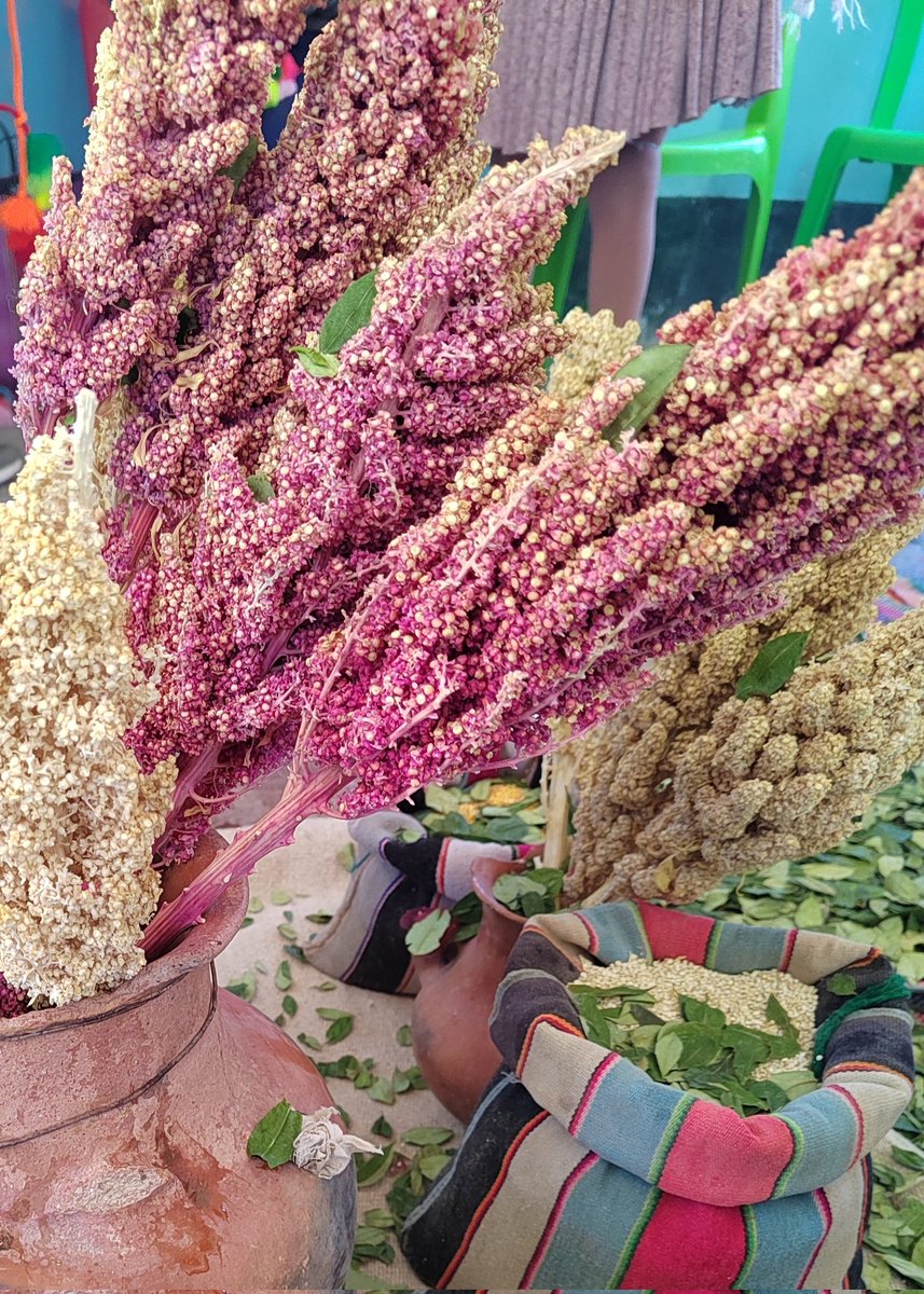 CCarlaFM's tweet photo. Hi Im Carla researcher at #UMSA. I work on the development of microbial bioinputs for quinoa tolerance against Climate Change #DipgisUMSA #iifbUMSA @sida #PIACC #YoDivulgoCienciaBo #UMSADivulga #ClimateAction https://t.co/hNN0LOWkHu