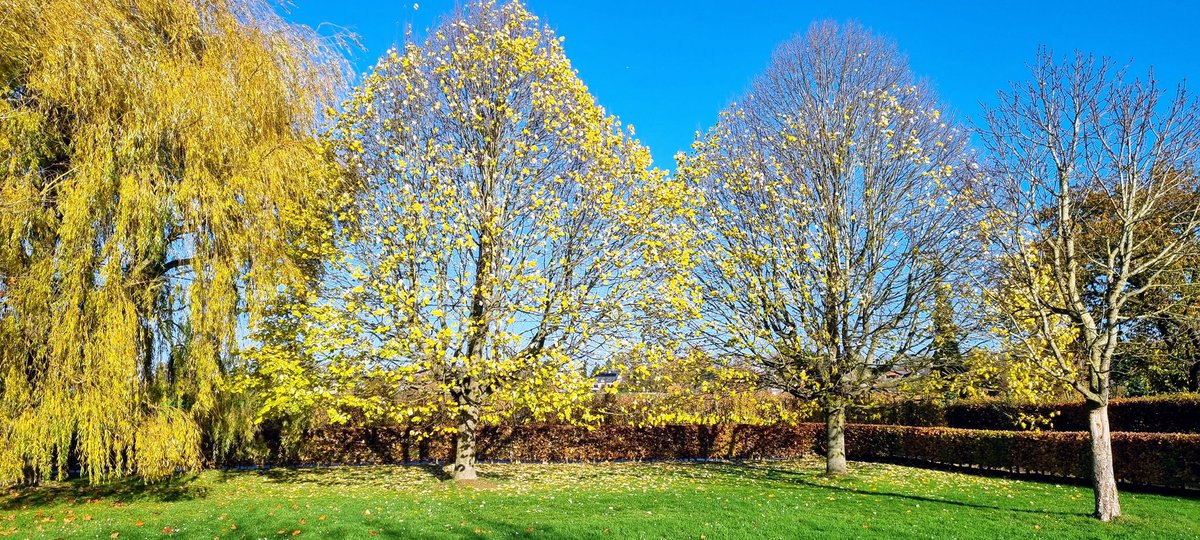 ElsG20's tweet photo. Nog steeds bladeren aan de bomen. Bierbeek,12.06 u.#vrtweer https://t.co/mnVioRbOyk