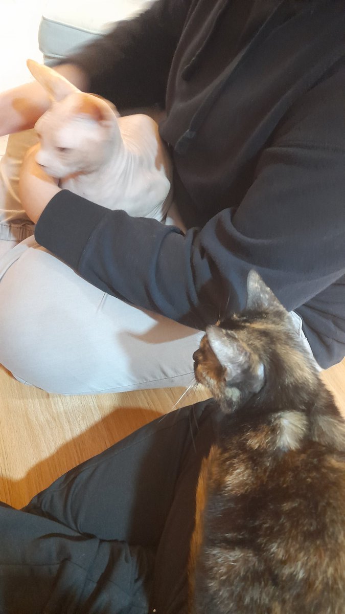 Fifirarart's tweet photo. Cat cafe date with @dou_sureba_ii 🐱🐱 https://t.co/12OfSdxhGp