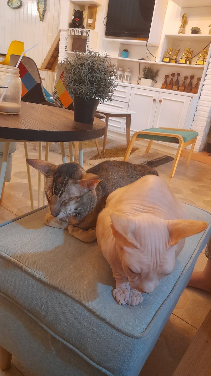 Fifirarart's tweet photo. Cat cafe date with @dou_sureba_ii 🐱🐱 https://t.co/12OfSdxhGp