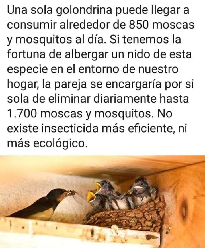 EcoInventos tweet media
