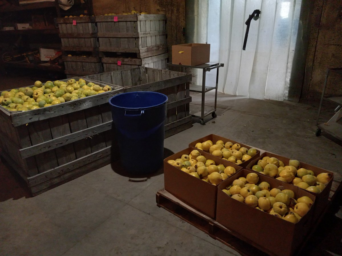 #QuinceSorting 'r us