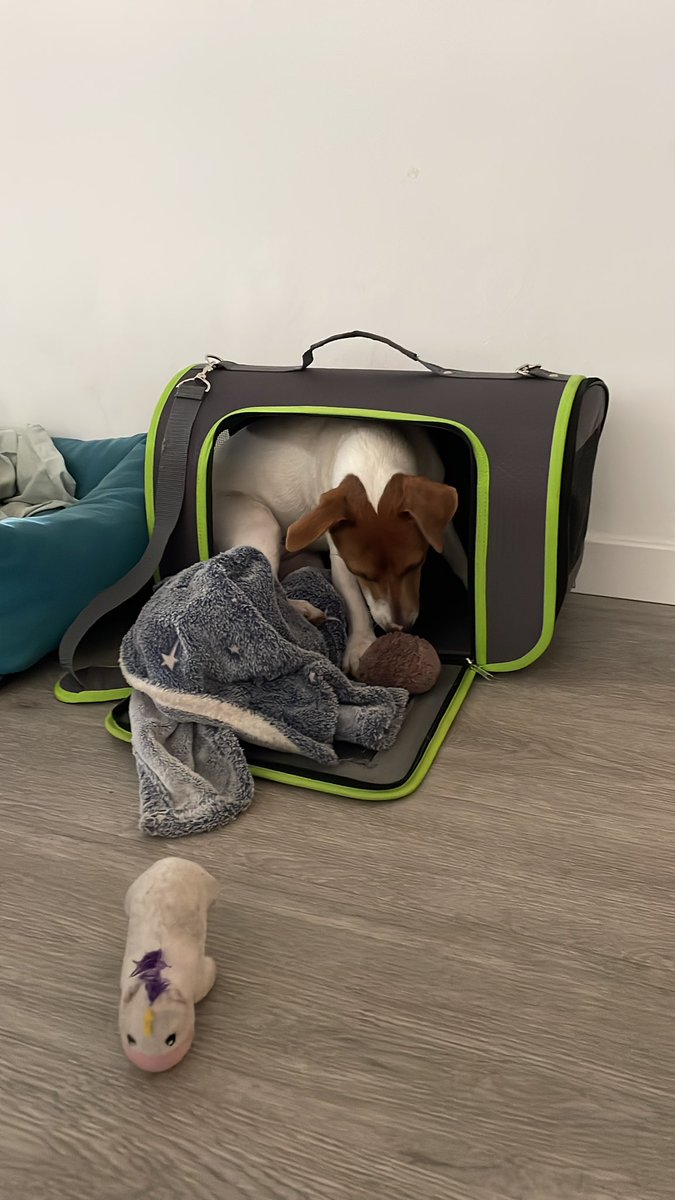 Alberto Rodríguez tweet media