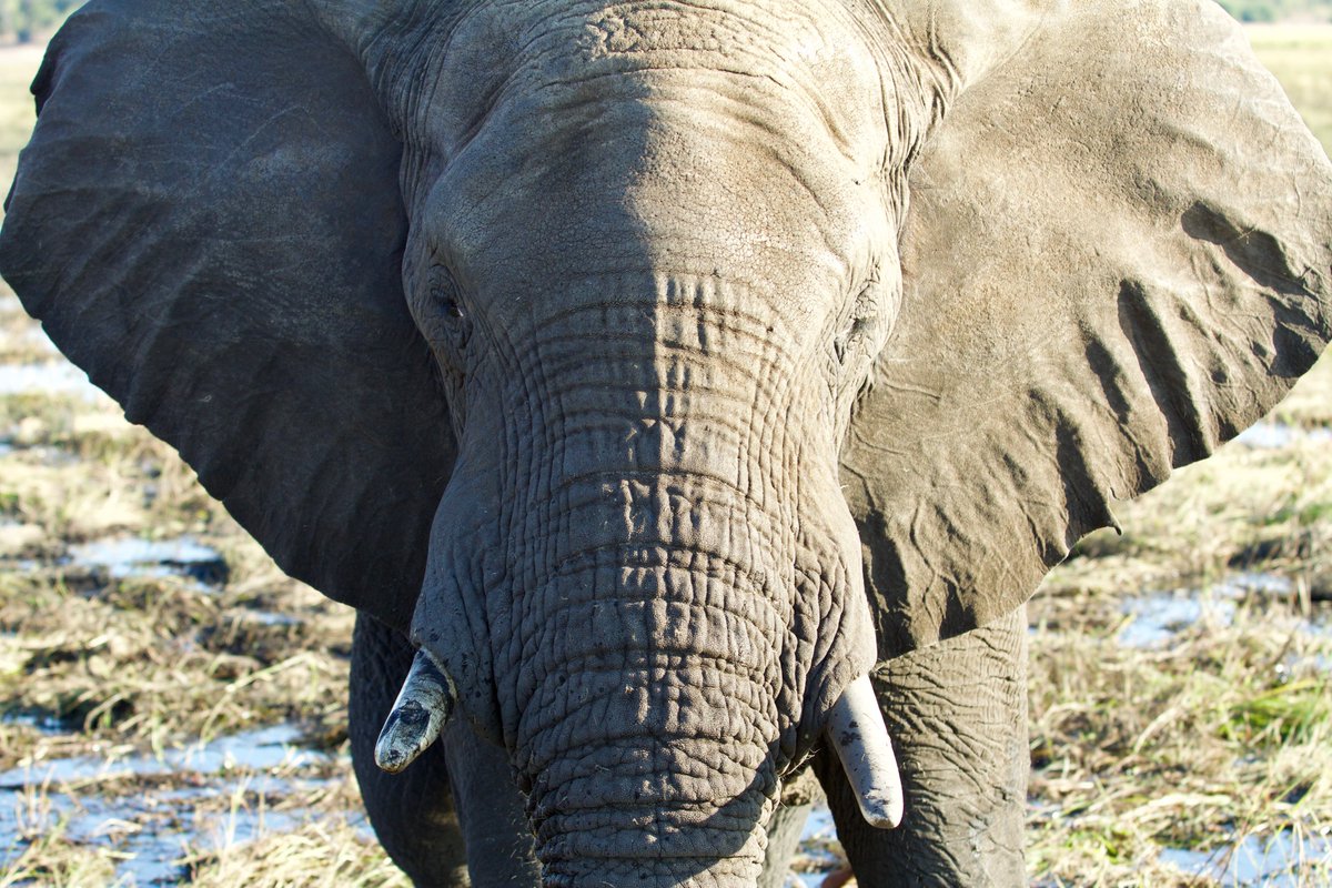 newselephant's tweet photo. #Elephant Skin Auctions in Zimbabwe Are Booming—And Legal https://t.co/kW84NlnoFZ https://t.co/CINe8Iiu70