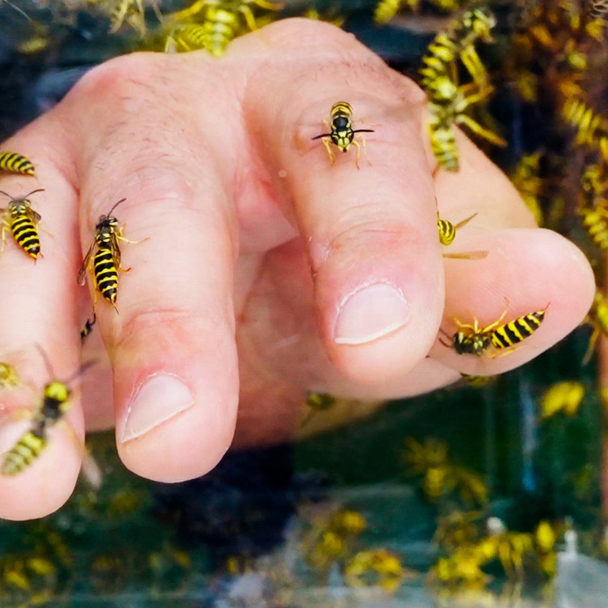 200 angry yellowjackets... this one was rough