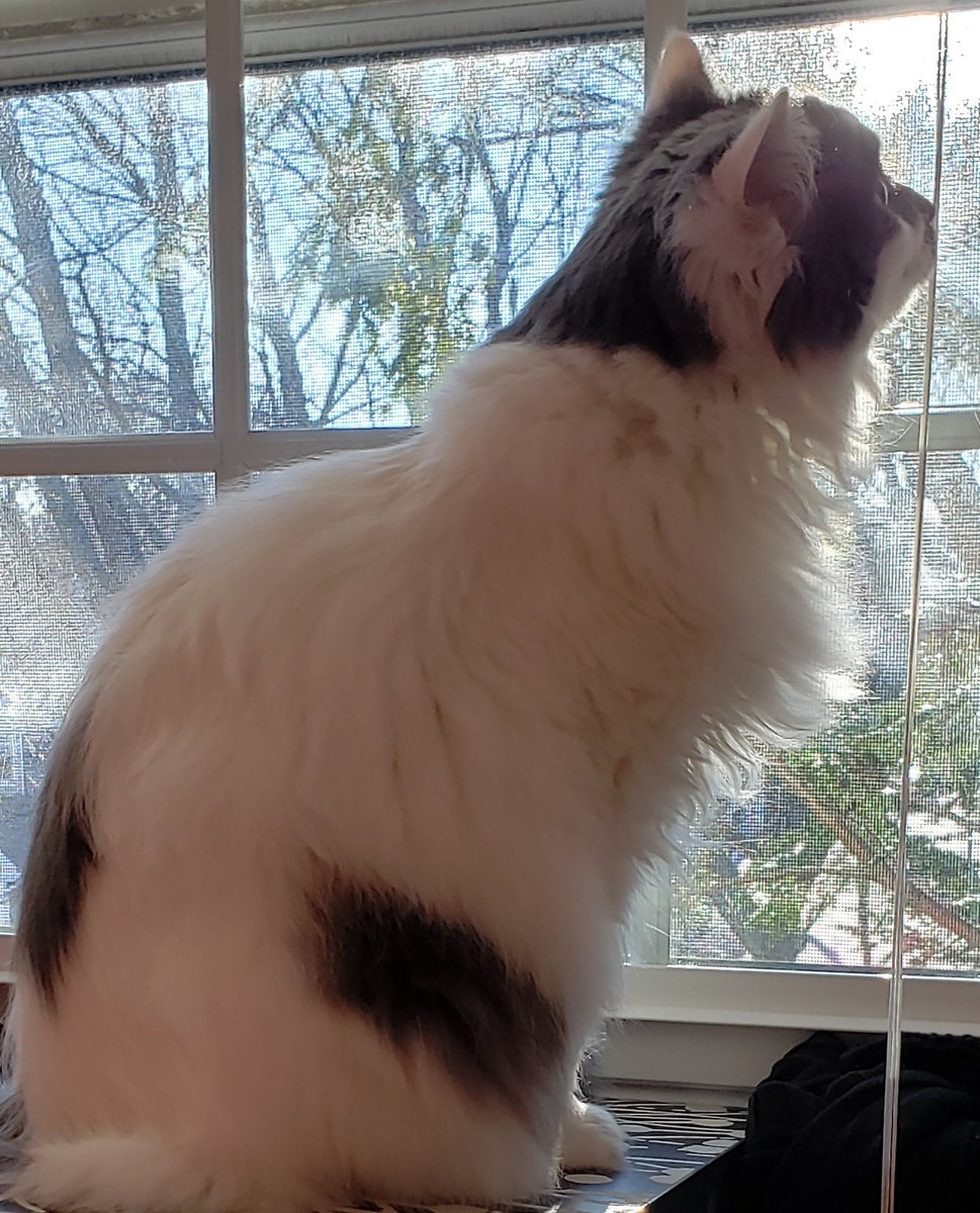 Corazonspeak's tweet photo. @CatsOfYore This is mine. Her every wish is my command. https://t.co/mrA2eEZgQo