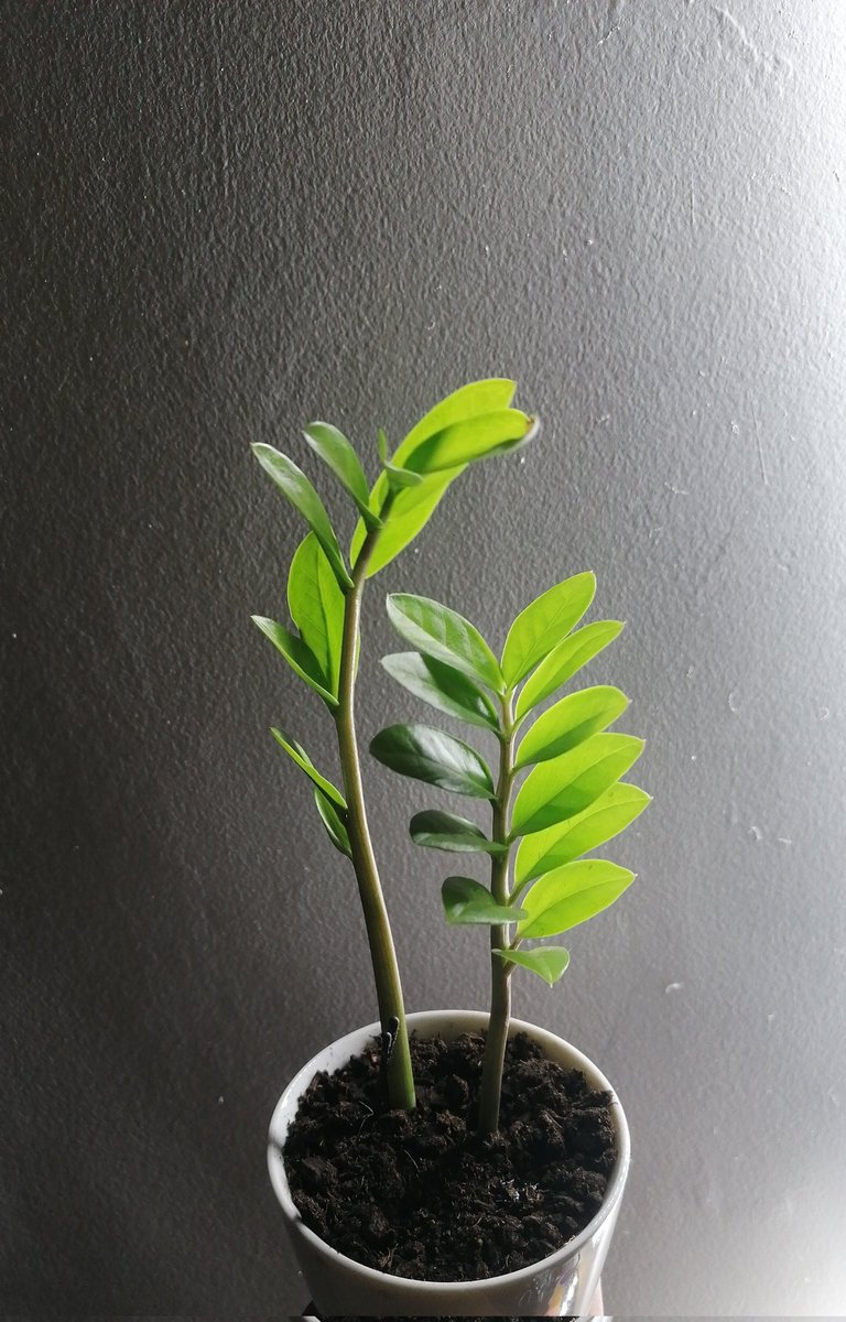 zuhalplants's tweet photo. زامبيا 🌿 🍃 https://t.co/280TIWTGsG
