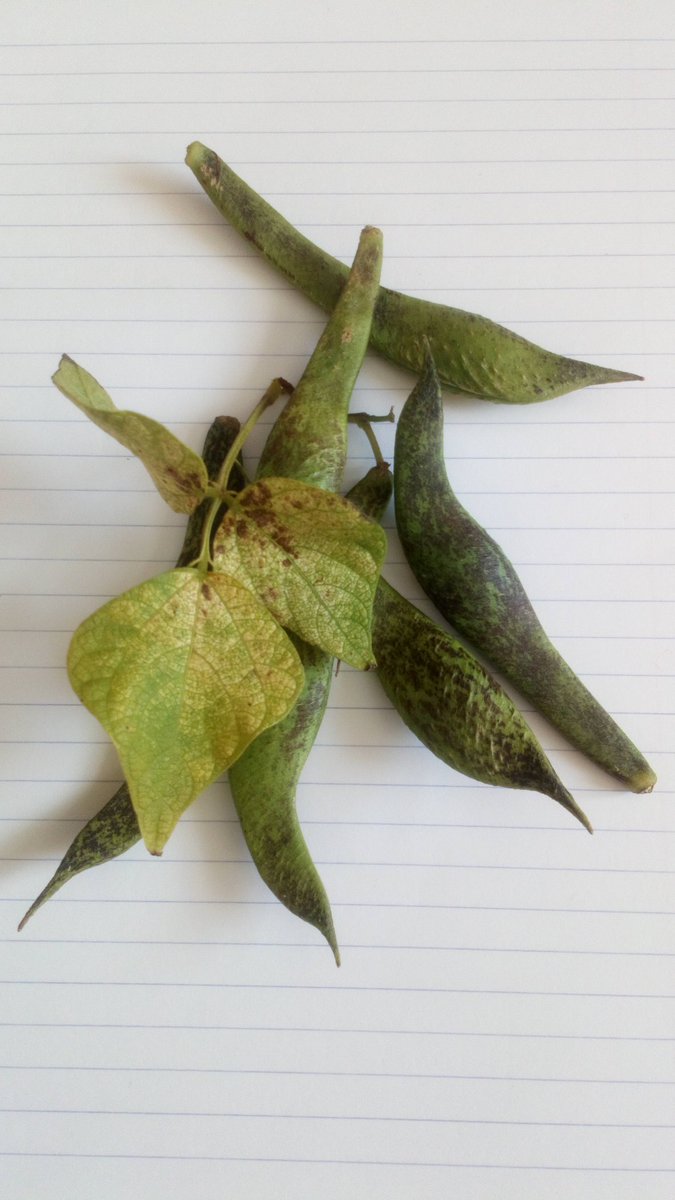 ManicBeata's tweet photo. Last beans of 2022 #BeanUpdate🌱 https://t.co/uqW2s0yJ0K