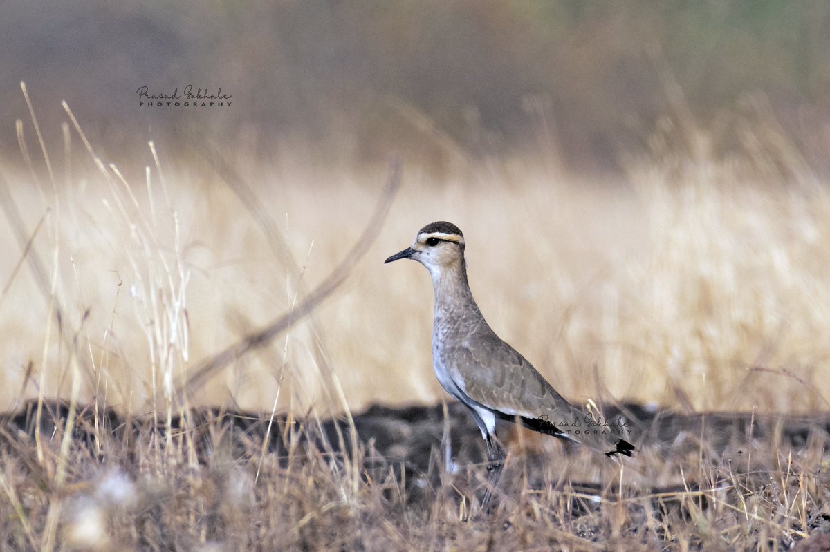 akshay_journo's tweet photo. @IUCNRedList Critically Endangered Sociable Lapwing spotted in Ratnagiri. This is the 2nd record of this migratory bird from maharashtra aft 11 years. Birder Prasad ghokhale spotted this bird. 
@ben_ifs @ranjeetnature @tweetsvirat @CAFInitiative @rinkitagurav @GlobalFlyway https://t.co/GFgNLp6lLK