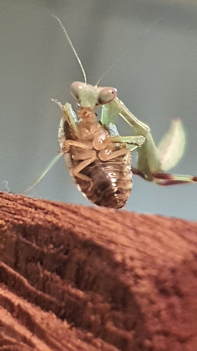 My Giant Asian Mantis (Hierodula membranacea)

In her fourth instar now, growing very quickly and now eating baby dubia roaches courtesy of <a href="/ailsamiller29/">AilsaMaggie</a> 

#mantis #hierodula #insect #DinnerAtMyPlace #entomology #Mantidae