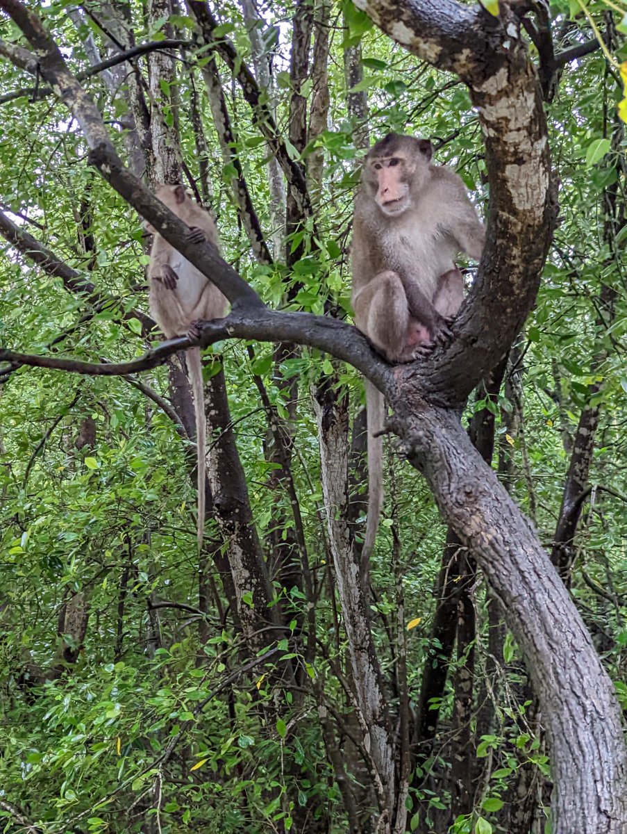 Citizens at  Can Gio Mangrove Biosphere Reserve, Vietnam
