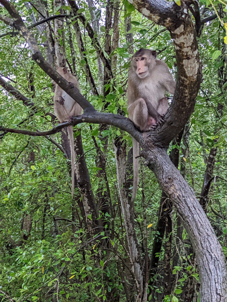 Citizens at Can Gio Mangrove Biosphere Reserve, Vietnam