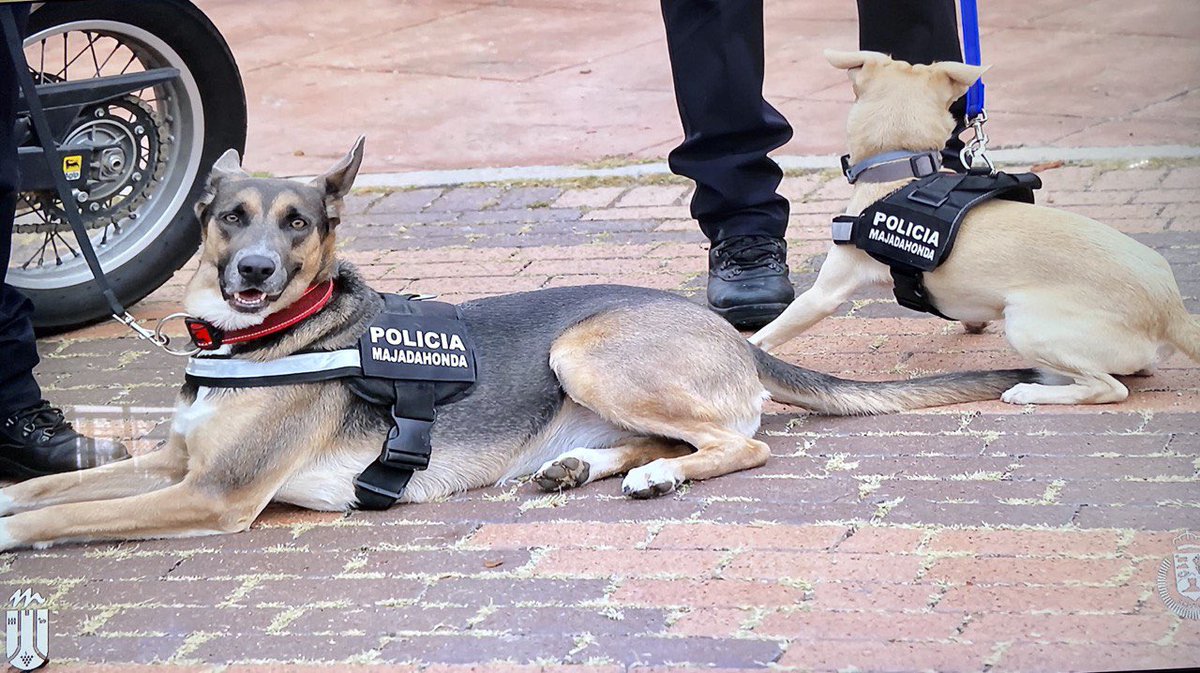 🎆Celebramos el día de Santa Catalina en Majadahonda, Patrona de nuestro pueblo 🤍 y de la Policía Local, a quienes mandamos un abrazo y todo nuestro agradecimiento por su labor diaria protegiendo a todos los vecinos 

Feliz día a todos los majariegos 🤗🤗si
