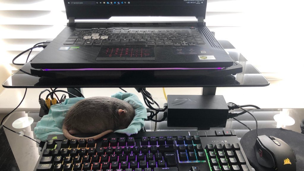 rat my setup