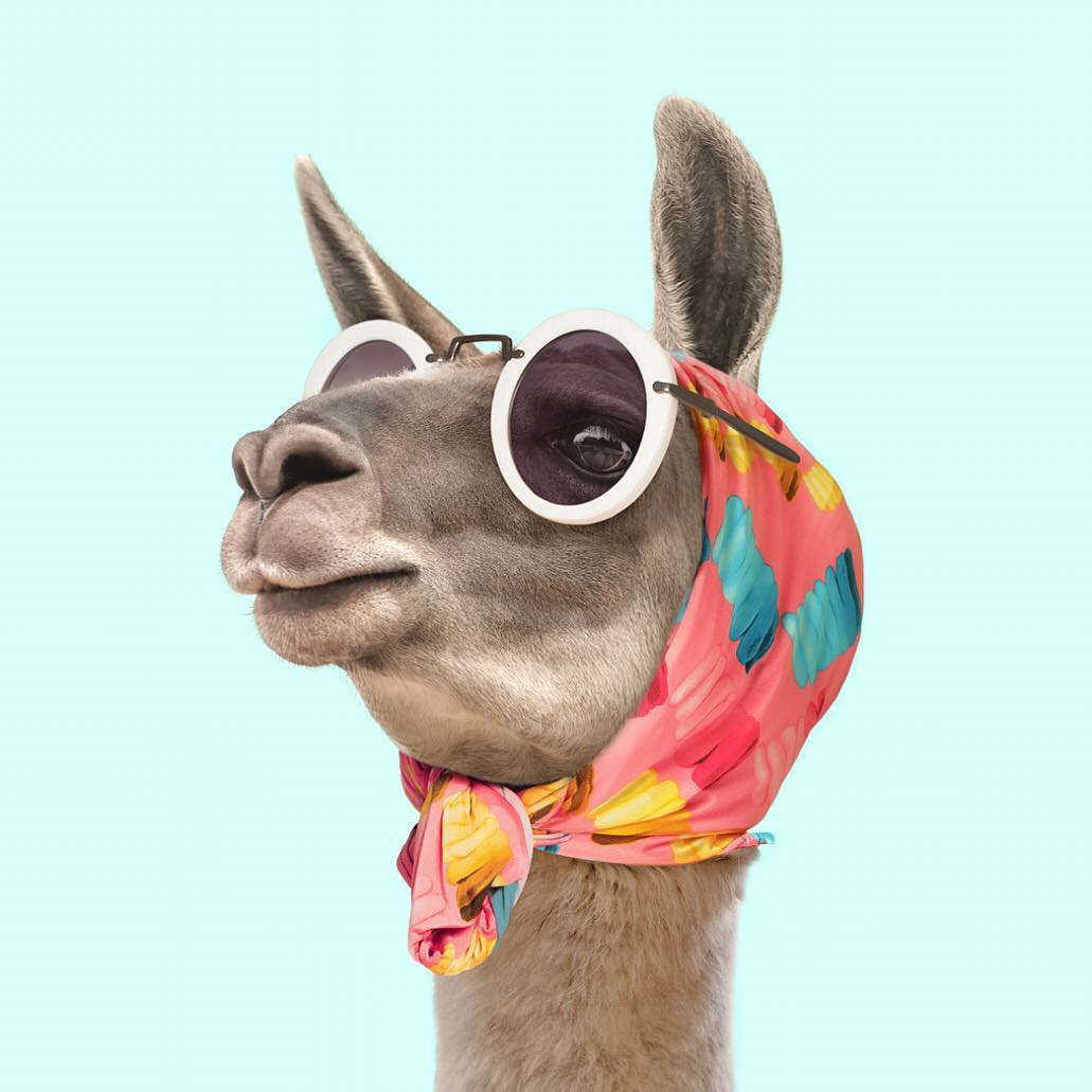 This is how Lamas looked in the 60s 🕶✌️
© Paul Fuentes
☞ @paulfuentes_design