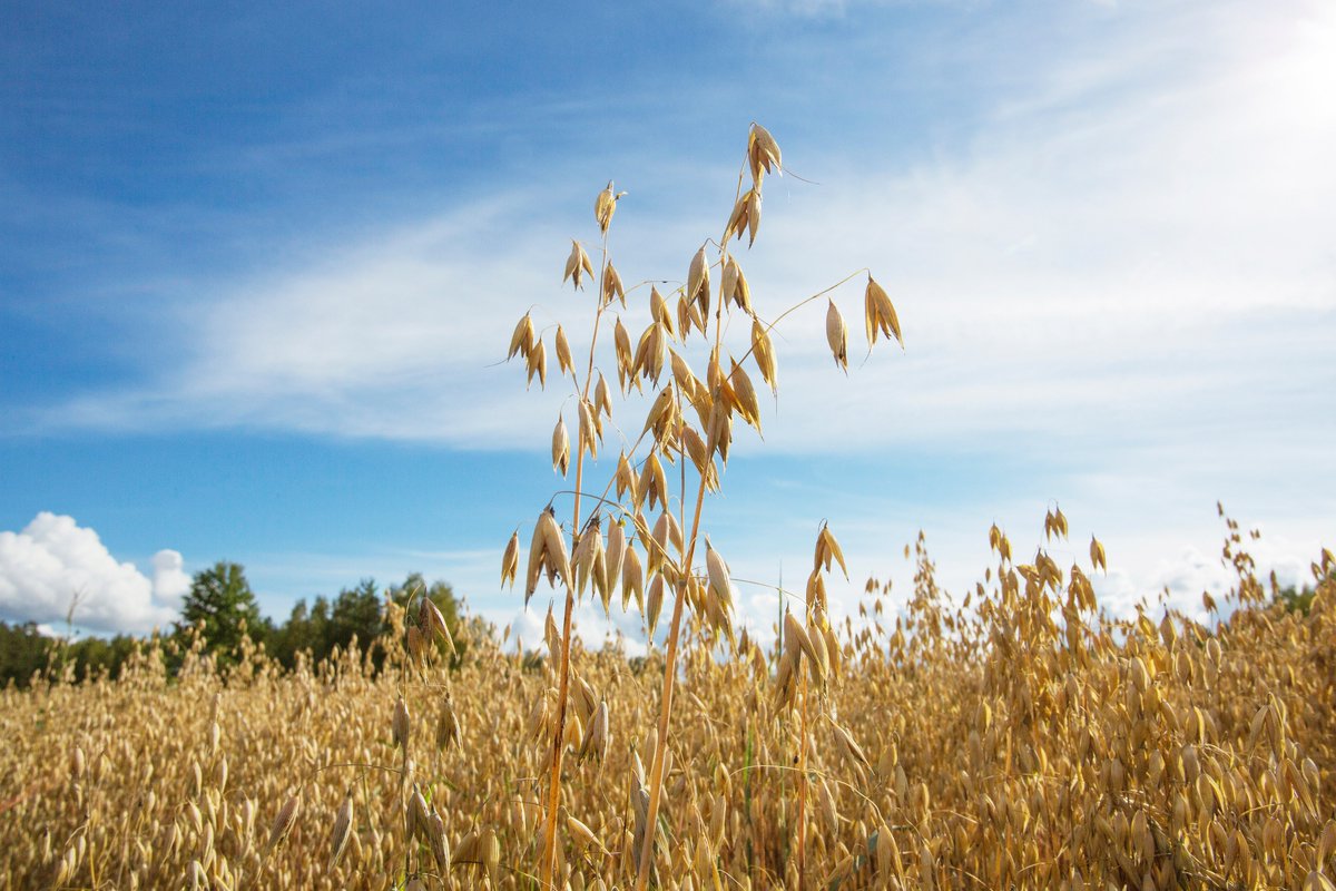 Onko kaura turvallinen lisä keliaakikon ruokavalioon, kun se on viljelty ja käsitelty puhdaskaurana? Soveltuvatko gluteenittomuuden määrityksessä käytettävät menetelmät kauralle?

Tule kuulemaan lisää puhdaskaurasta Luken webinaariin 29.11. klo 13–14.30: lyyti.fi/reg/AVEPUREhan…