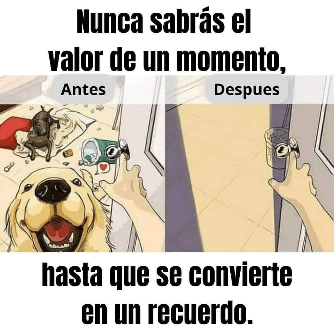 VIBRAmascotas's tweet photo. 😔 https://t.co/IrE4j9LrfB