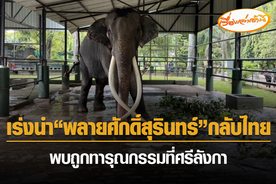 MorningNewsTV3's tweet photo. กระทรวงการต่างประเทศ เร่งช่วยเหลือ “พลายศักดิ์สุรินทร์” ช้างที่เคยมอบให้ศรีลังกากลับไทย หลังพบถูกล่ามโซ่ ใช้แรงงาน ทอดทิ้ง และทารุณ เพื่อพากลับมารับการรักษาพยาบาลอย่างเร่งด่วน

อ่านข่าว : https://t.co/nJ3K91sCxC

#เรื่องเล่าเช้านี้ #ข่าวช่อง3 #ข่าวสังคม https://t.co/JqqM6OlOjm