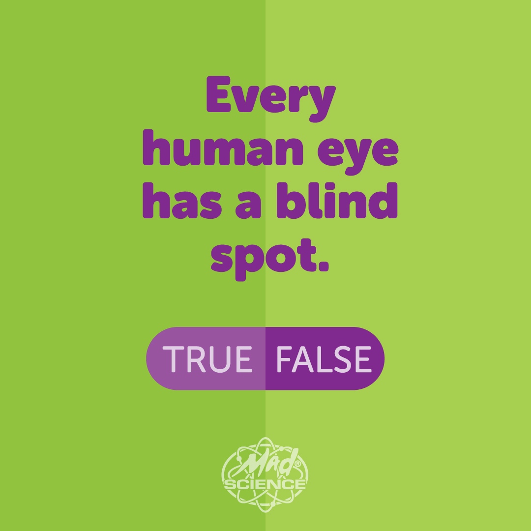 True or false? Every human eye has a blind spot.
#madsciencetoronto #eyeseeyou #sciencefun #kidsquiz #torontokids

True! Our eyes have a blind spot we don’t notice. The spot where our optic nerve connects to the retina has no light-sensitive cells, so we can’t see anything there.