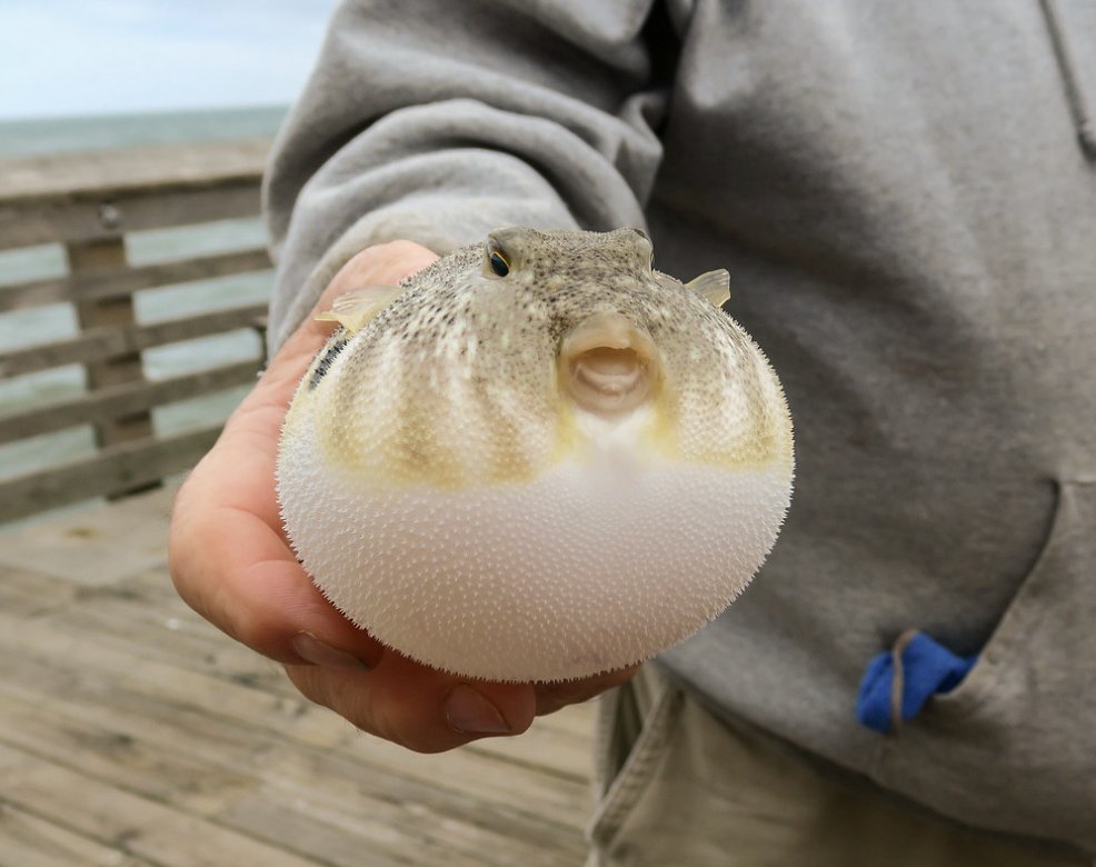 marnicpatterson's tweet photo. It’s #foodiefriday at #jeanettepier in the #outerbanks. This is how people felt after Thanksgiving dinner.
#pierfishing #obx #obcnc #iloveobx #obxnow #obxlife #outerbanksnc #visitnc #northcarolinabeaches #travelwritersuniversity #ifwtwa #trip101com #travelphotography #phototravel https://t.co/MUYXmq1Lti