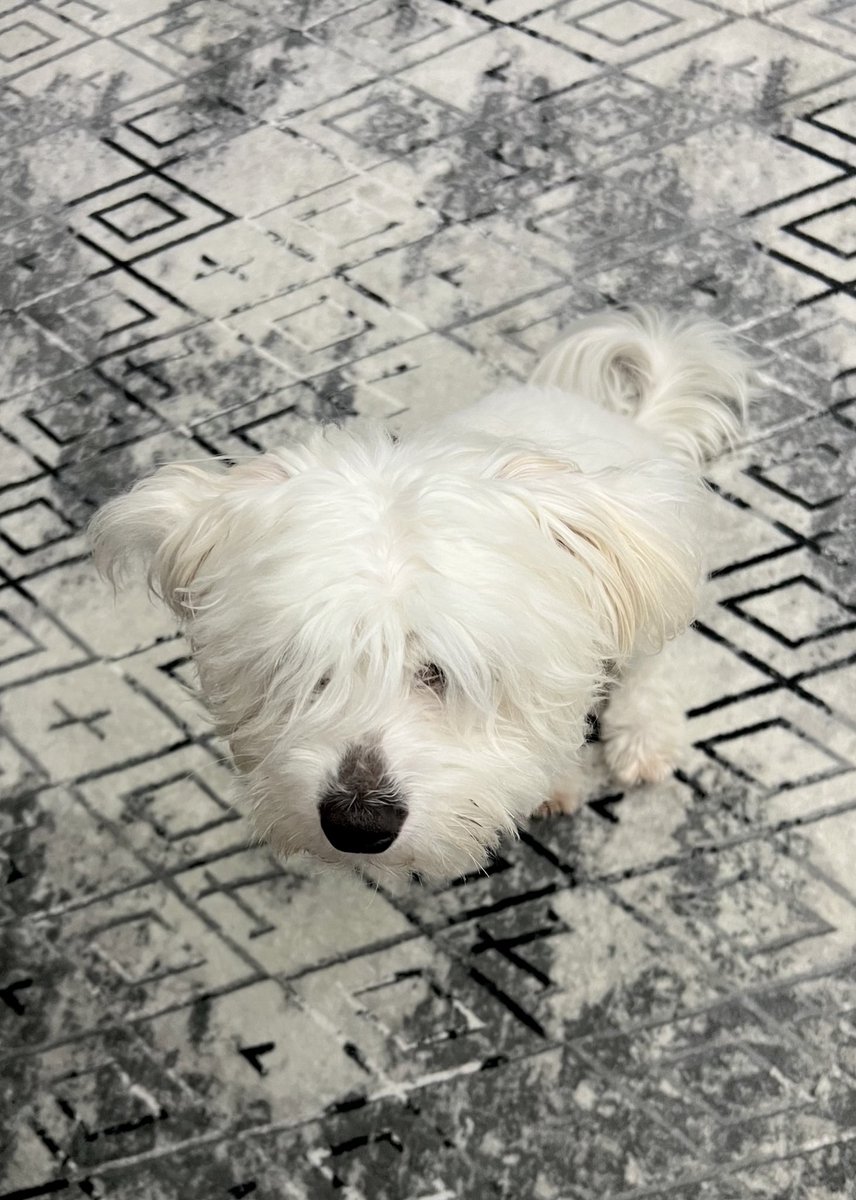 #Konyadakatliamvar
Ulan tecavüz bizde dayak bizde hakaret bizde 
Ne istiyorsunuz şu konuşamayan canlılardan derdini bile anlatamıyor 
Ben gözünü gözümden ayırmaya kıyamıyorum şeref yoksunu pislikler