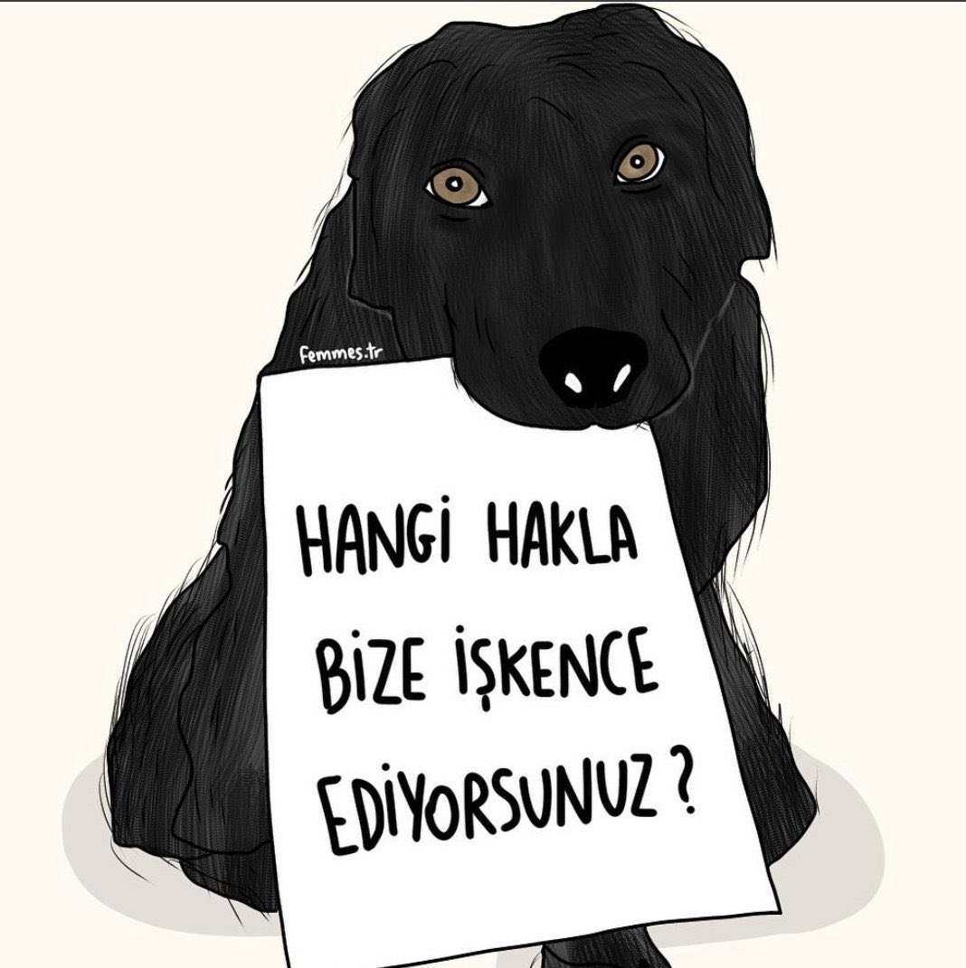 Sahipsiz Hayvanlar Derneği tweet media