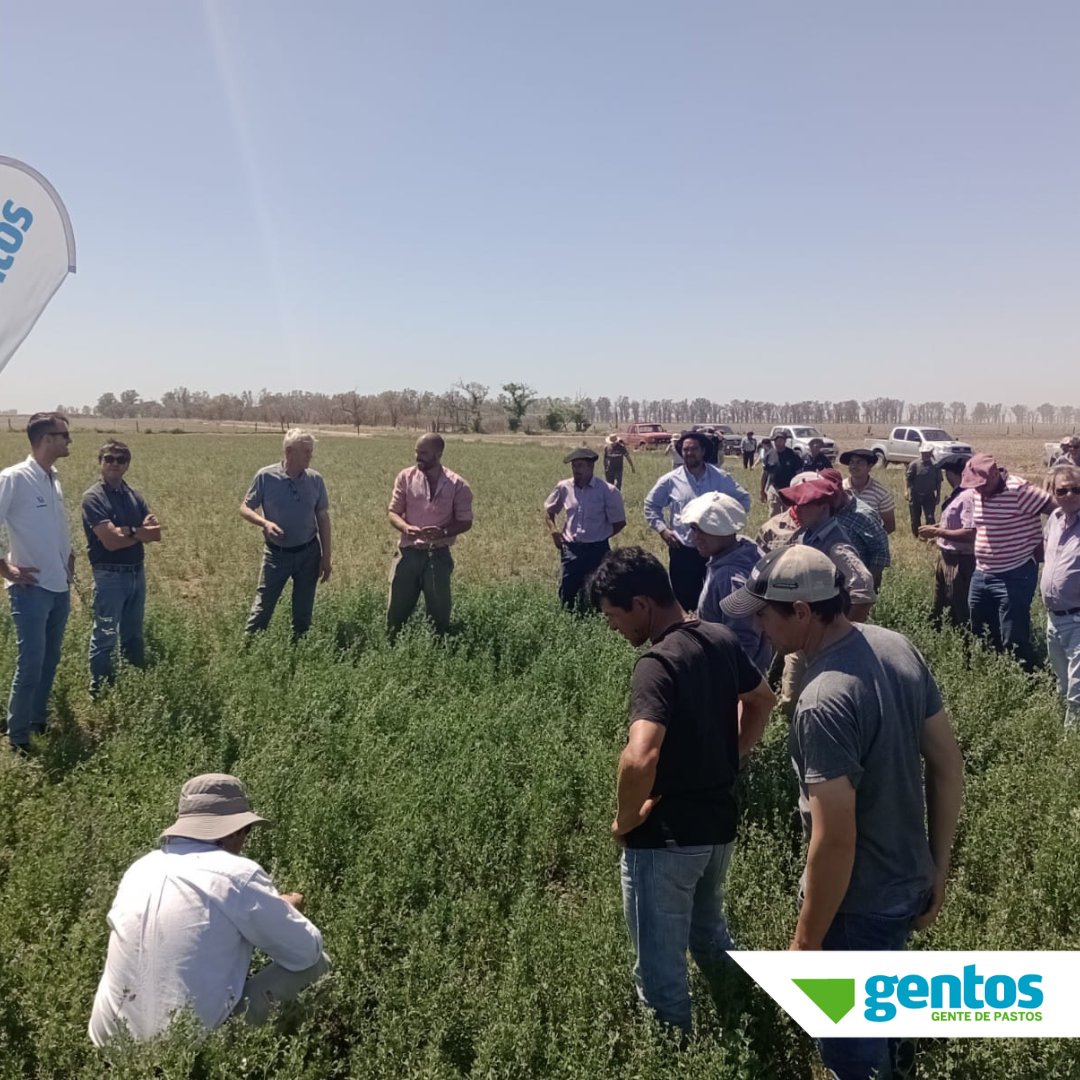 Gentos Argentina tweet media