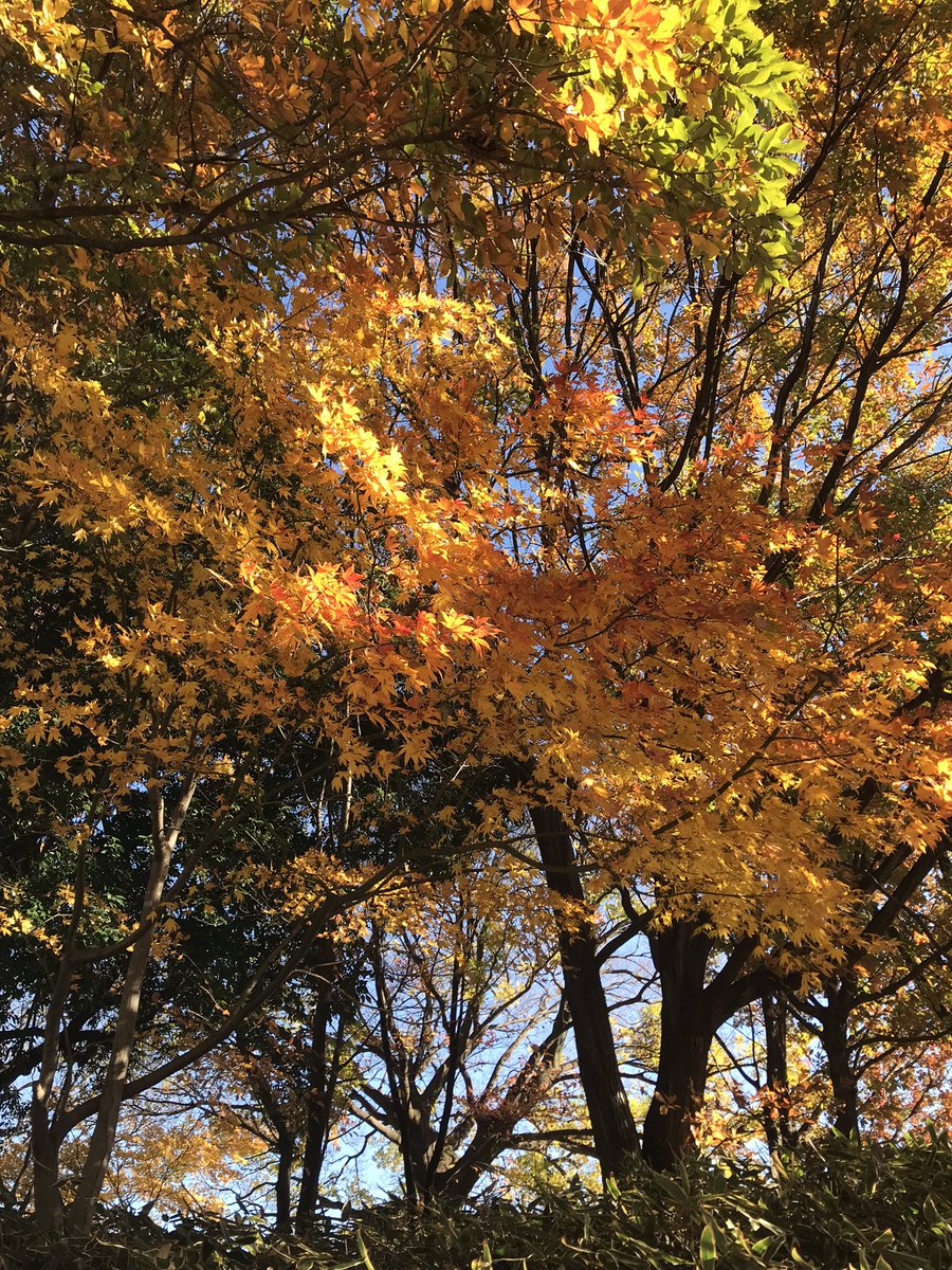 PeterSkovPhoto's tweet photo. I drove to work today. Unusual. I took a new route that went very near my old neighbourhood. I didn’t know it got to be so beautiful this time of year! #autumnfall #autumn #Konosu #Saitama #鴻巣 #秋 #埼玉 https://t.co/9xRpHENFel