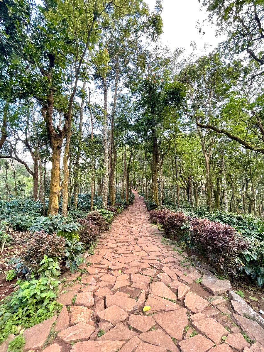 gopikanandu's tweet photo. Walk through the coffee plantation and a relaxing evening enjoying the sunset and fresh coffee #Malnad #Prerun @karnatakatoursm @malnadultra https://t.co/vnJhaBixmk