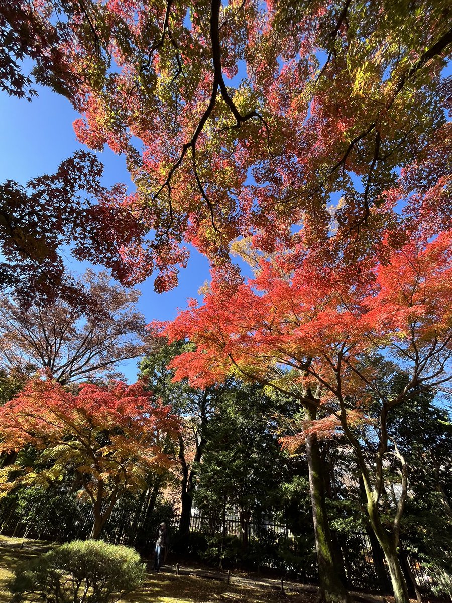 nemurinekomike's tweet photo. 昨日otegamiフリマの準備も終わってなかったのに殿ヶ谷戸庭園の紅葉見に行ってきました。ちょうど見頃ですごく綺麗でした。国分寺駅南口から歩いてすぐ、入場料も150円と安いので是非‼️ #殿ヶ谷戸庭園　#国分寺 https://t.co/Q9RJ87n7hJ