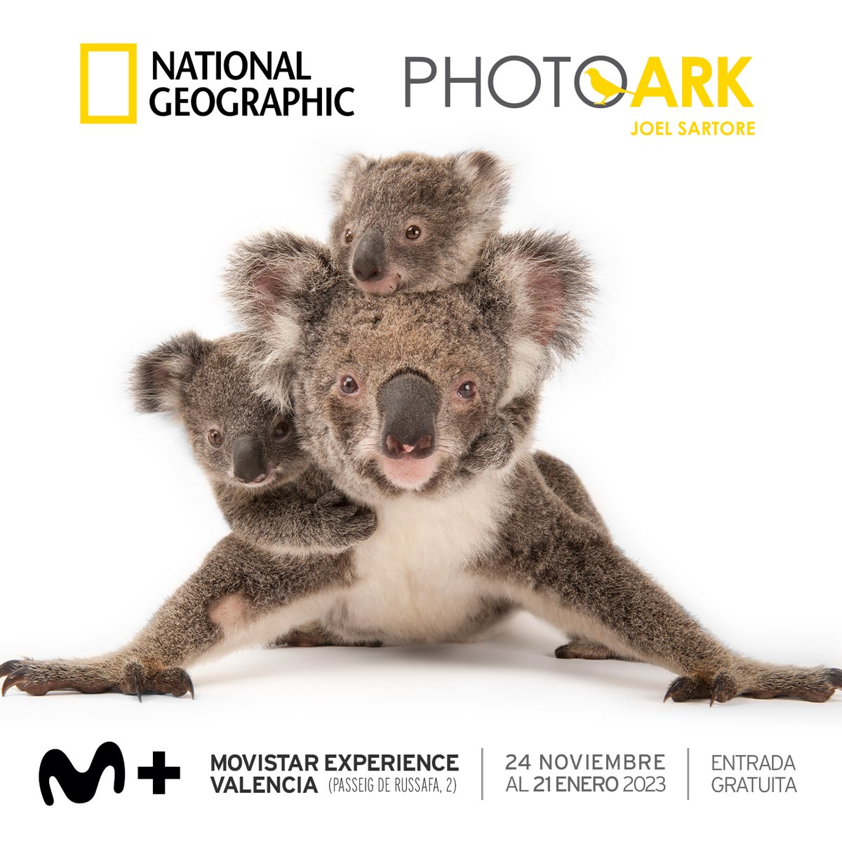 Llega a Valencia PHOTO ARK, una muestra fotográfica familiar y de entrada libre que recoge las imágenes que Joel Sartore, fotógrafo de National Geographic, ha captado de las especies en peligro de extinción en nuestro planeta. Más información en: bit.ly/3OEAFK6.