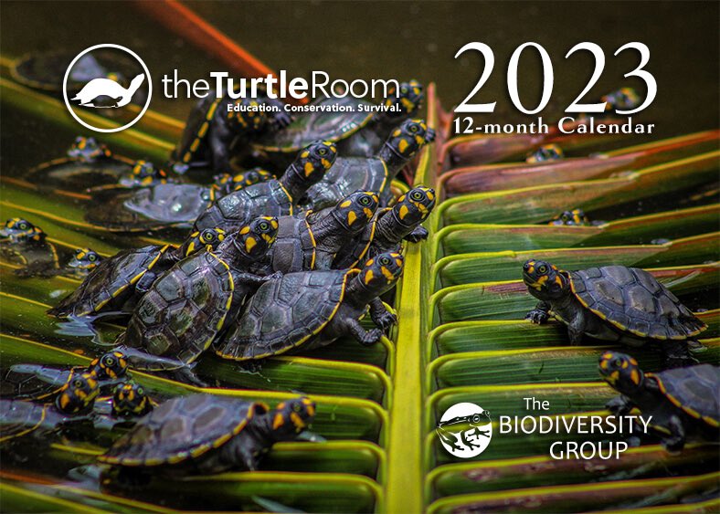 🐢 ⏰ SAVE ON MERCH WITH CODE BF2022! ⏰ 🐢 

theturtleroom.org/shop/

#BlackFriday through #CyberMonday save 10% in theTurtleRoom’s online store when you use code BF2022 at checkout PLUS... the satisfaction of knowing that you helped advance the survival of the world’s turtles!