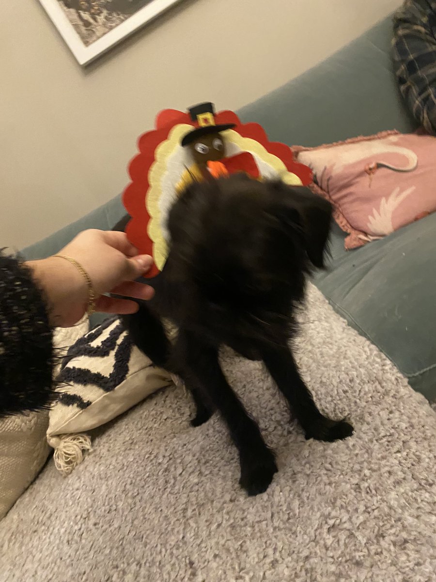 Here’s a series of failed attempts at dressing annoyed dogs - Wilma, Chunk + Hank - for Thanksgiving pics 😬