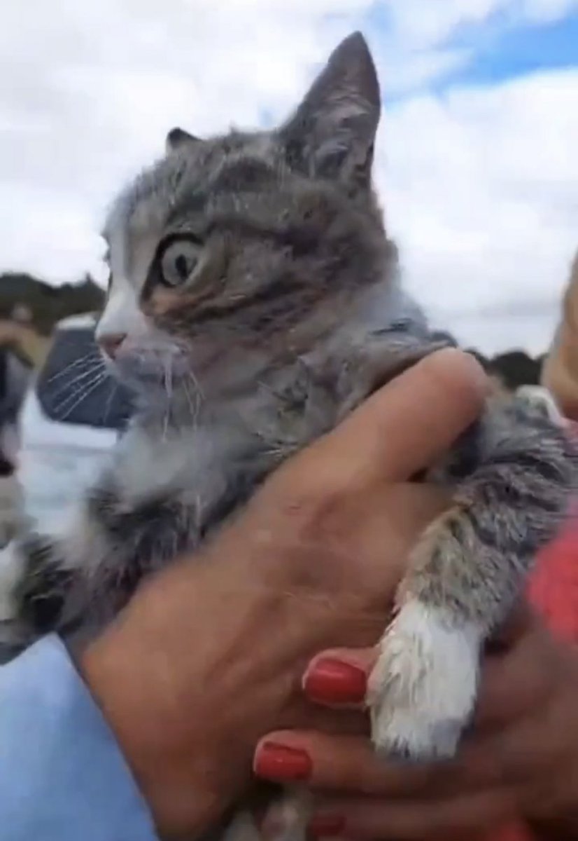 Konya barınağına torba içinde getirilen yavrucak. Hayvanseverler onu kurtardı. Bu bakışlar bu yürek yakan hali sizi yok etsin tüm. Bu günahı ödeyemezsiniz