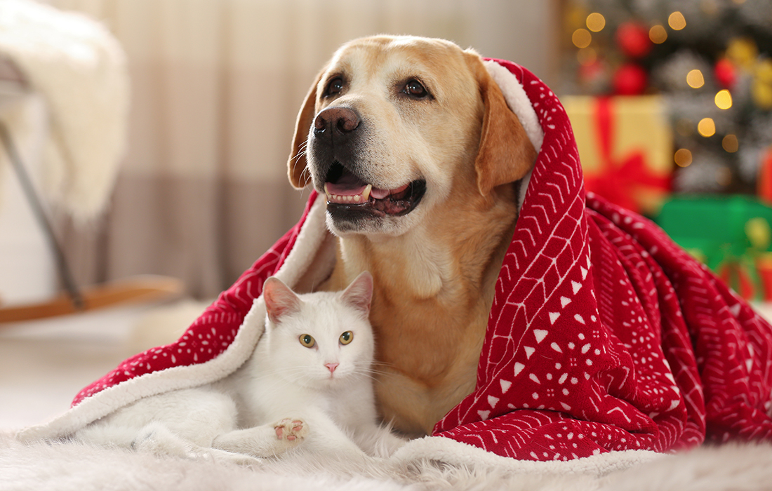 XmasBest's tweet photo. Pet-proof your Christmas tree with great advice from Veronika at @pinesandneedles. 🎄🎄🎄 #Christmas2022

https://t.co/3S1N9VCxEN https://t.co/E2bO42MTTp
