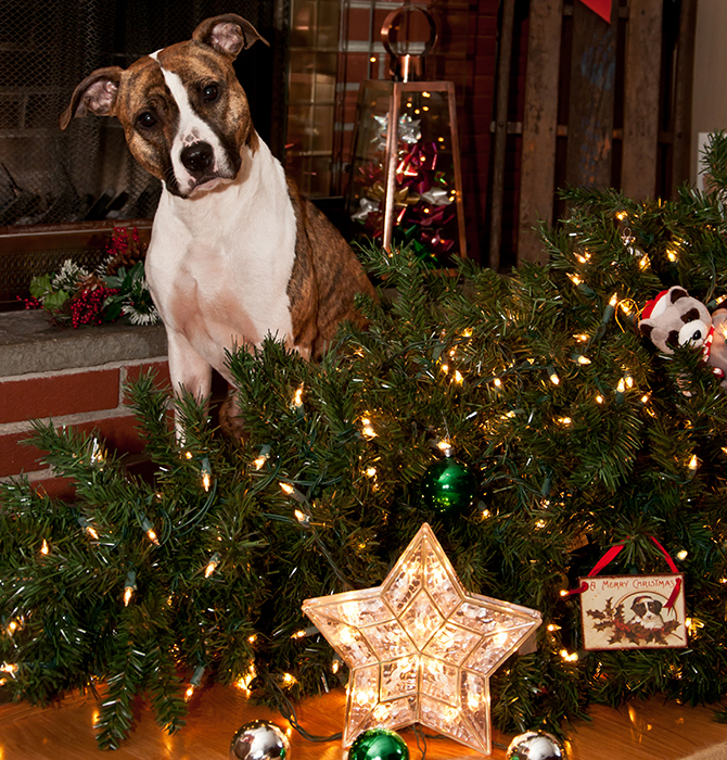 XmasBest's tweet photo. Pet-proof your Christmas tree with great advice from Veronika at @pinesandneedles. 🎄🎄🎄 #Christmas2022

https://t.co/3S1N9VCxEN https://t.co/E2bO42MTTp
