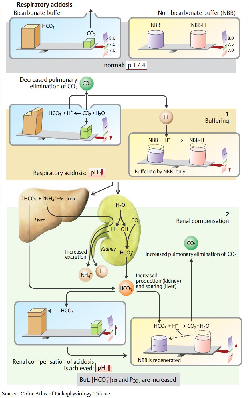 Manual Of Medicine on Twitter "Respiratory Acidosis Pathophysiology