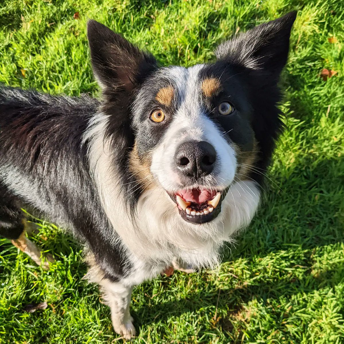 dansdogdaycare's tweet photo. That face, made all the more glorious with a bit of sunshine today...
ππ§‘πΆβοΈπ¦οΈπ§οΈπΎ
#fridayface
#dansdogdaycare #sunshine #rainraingoaway #collie #walkies #collielove #bordercolliepuppies #Friday #bordercollie #fridayvibes #happyface #dogs #puppy #colliepuppy #collielife https://t.co/kyaGJIn8f3