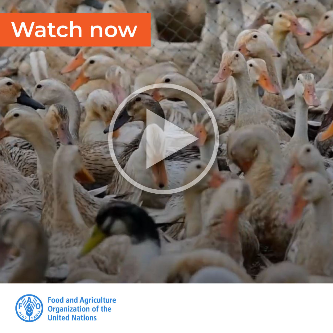 How does the #OneHealth approach apply to #AntimicrobialResistance? 🦠

New video explains the importance of multi-sectoral collaboration to reduce the need for antimicrobials and protect the health of humans, animals, plants and the environment 🌍 bit.ly/3V0Y76z