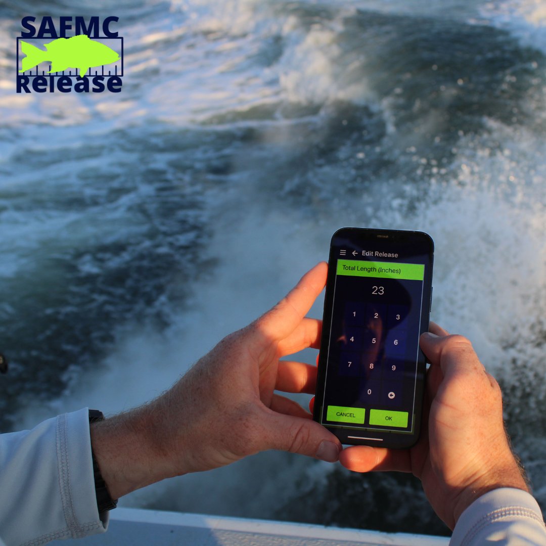SAFMC's tweet photo. Happy #CitSciFri! This Thanksgiving, we’re grateful for our amazing #SAFMCRelease participants. With every released shallow water grouper and Red Snapper they log in the #SciFish app, they’re making a difference in fisheries management. Visit our website to learn more. https://t.co/ArEfv1mHoM
