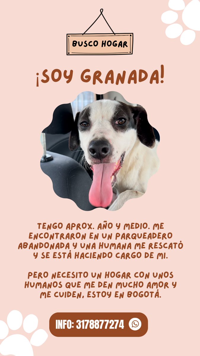 Fergicienta's tweet photo. Tengo hasta mañana para encontrarle hogar a Granada 😭✨ 

¿Me ayudan compartiendo? https://t.co/Drs7Slw6lH