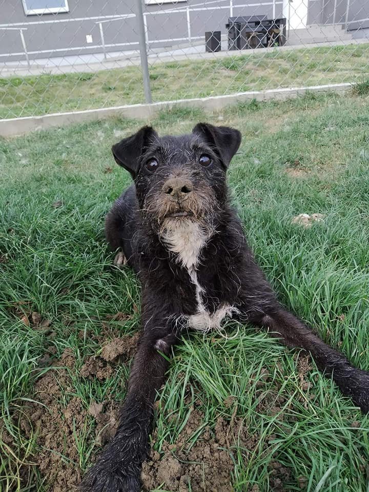 Kto chce tego sympatycznego kawalera? Działdowo. Olaf SZEŚĆ lat w schronisku. Kto da mu domek i serce? RT prosimy. RT!!!! Daj pieskowi RT. Wszystkie info o nim w linku <a href="/Bajarka1/">Bajarka🇪🇺🌍</a> <a href="/KasiaKlass/">Cały Pis Kradnie</a> <a href="/BettyElaWhite/">Betty White ❤️🇵🇱🇪🇺 (Ela)</a> <a href="/kot_malinek/">Adam</a> <a href="/szumand/">Andrzej z EU 🇪🇺🇵🇱🇺🇦🇮🇱</a>  <a href="/wielkrop2017/">Kaśka B. 🇵🇱 🇪🇺 🇺🇦 https://jatezczuje.org/</a> <a href="/Baronowa_Kat/">Baronowa</a> 
facebook.com/58428026203724…