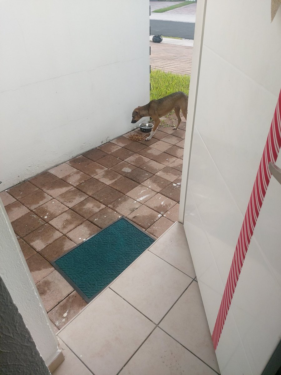 darwin_deo7's tweet photo. Nueva amiga 🐕 https://t.co/mFI4mqTVMU