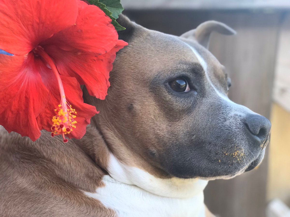 Becool088's tweet photo. @rottenroxygirl Good Morning #SweetROXY🌺🌸🌺 Love you🌺🐾🐾🌺 https://t.co/h0J9QPuq9c