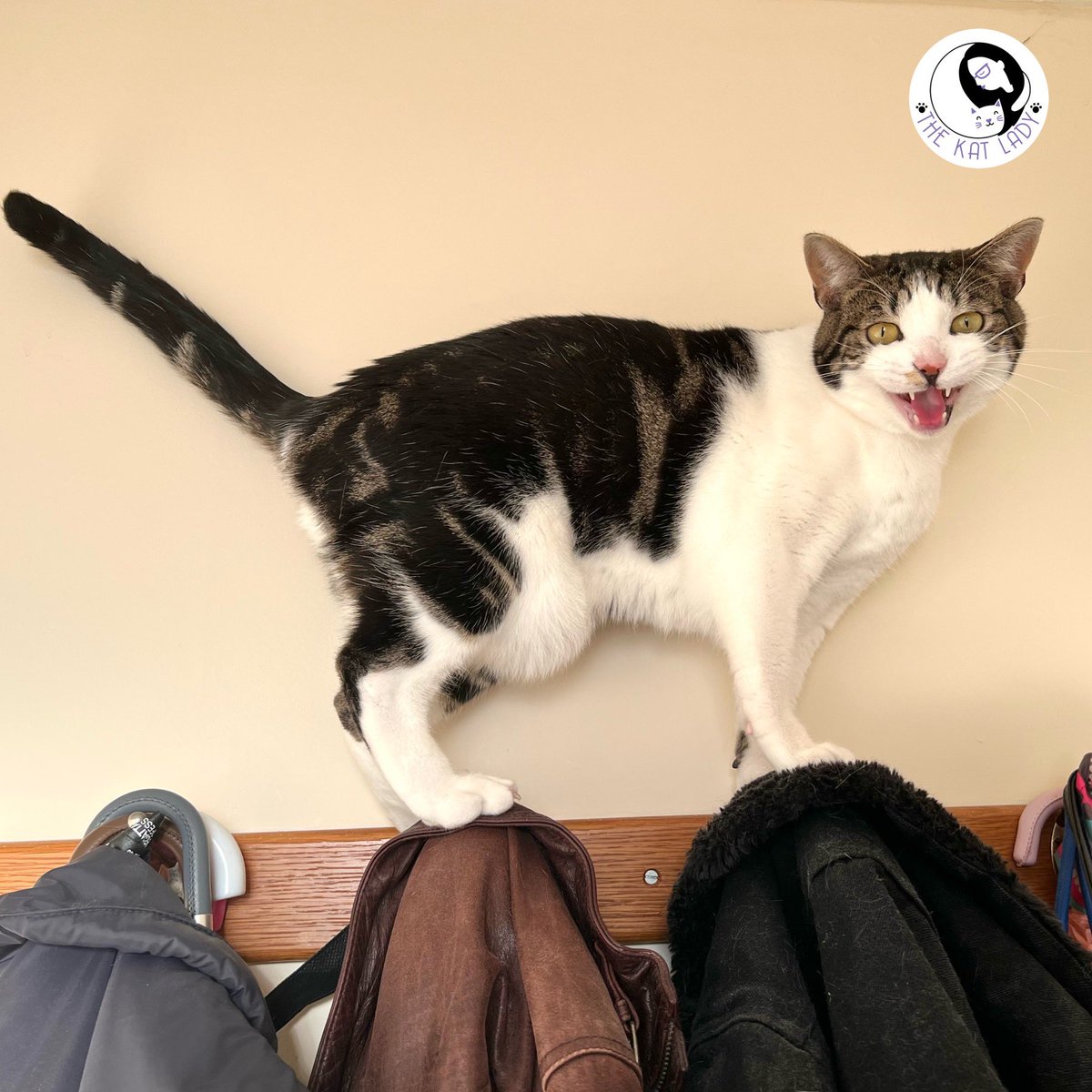 If you’re my first appointment of the day and I’m running a bit late, this is one of the four main reasons why! My boy Tristan had a lot to say about my going out today 😂 how he got up there and balanced is anyones guess! #catsoftwitter #cat #catgroomer